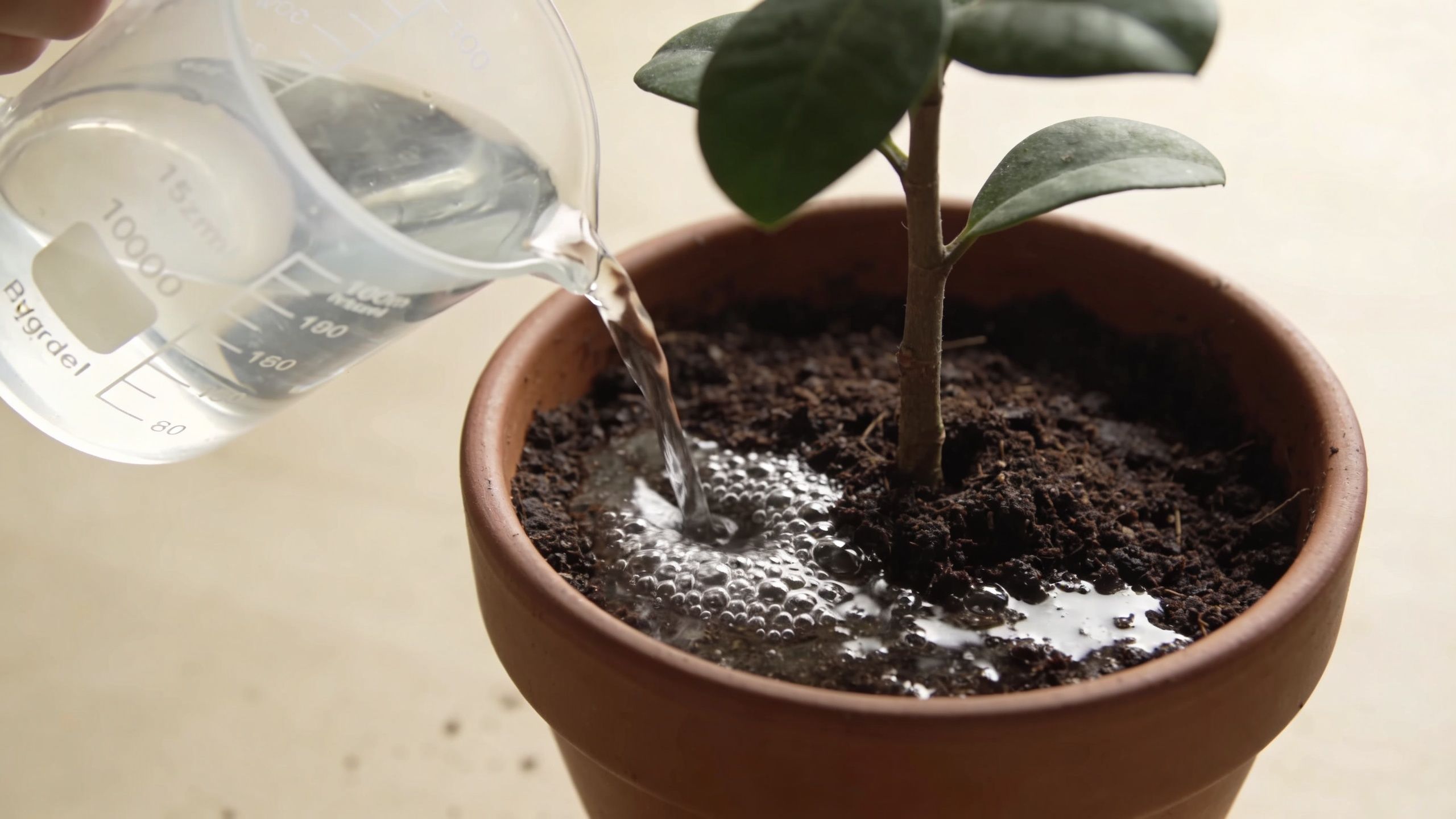 A hand pouring water from a measuring cup into a terracotta plant pot containing a small houseplant.